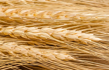 Barley | Agriculture Industry - Triple/S Dynamics