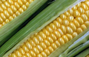 Corn | Agriculture Industry - Triple/S Dynamics
