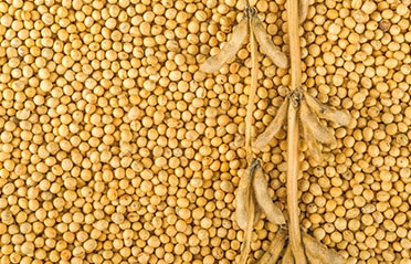 Soybeans | Agriculture Industry - Triple/S Dynamics