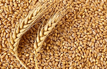 Wheat | Agriculture Industry - Triple/S Dynamics