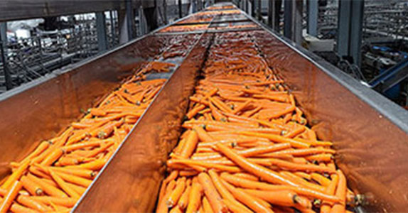 Conveying Whole Length Carrots | SSS Dynamics