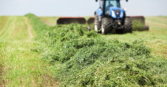 Screening Alfalfa Cubes With Texas Shaker | Triple/S