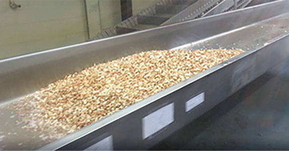 Conveying Washed/Dewatered Beans | Triple/S